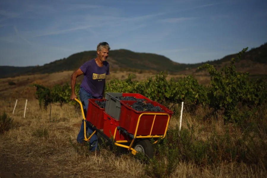 FRANCIA, VENDEMMIA 2026 AI MINIMI DAL 1957; ITALIA IN CALO DEL 7% MA LEADER MONDIALE